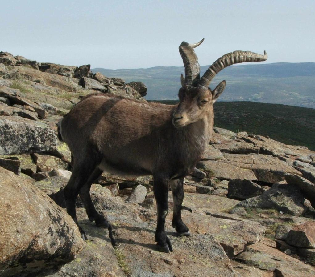 纳瓦雷东达德格雷多斯La Nava De Gredos Acogedor Piso Con Vistas公寓 外观 照片